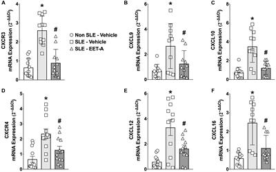 Epoxyeicosatrienoic Acid Analog EET-A Blunts Development of Lupus Nephritis in Mice